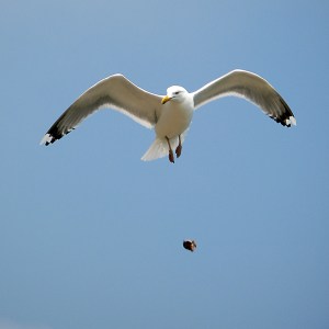 Seagull_dropping_clam